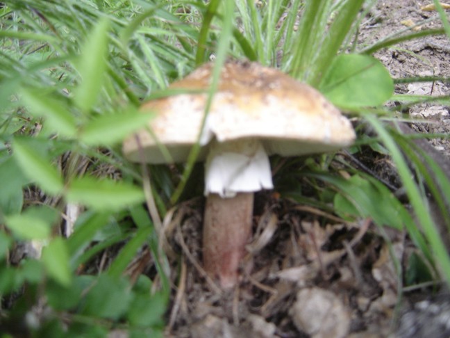 Amanita Rubescens?...